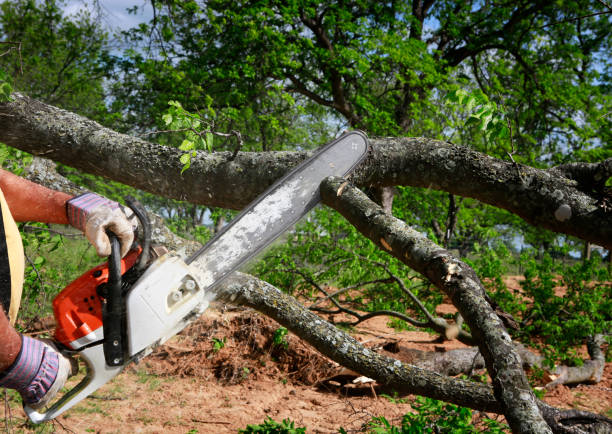 The Steps Involved in Our Tree Care Process in Powers Lake, WI